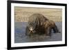 Komodo Dragon on Beach Entering Sea-null-Framed Photographic Print