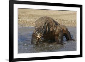 Komodo Dragon on Beach Entering Sea-null-Framed Photographic Print