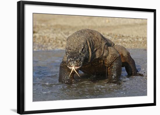 Komodo Dragon on Beach Entering Sea-null-Framed Photographic Print