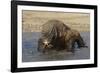 Komodo Dragon on Beach Entering Sea-null-Framed Photographic Print