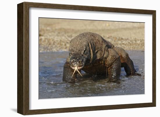 Komodo Dragon on Beach Entering Sea-null-Framed Photographic Print