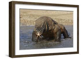 Komodo Dragon on Beach Entering Sea-null-Framed Photographic Print