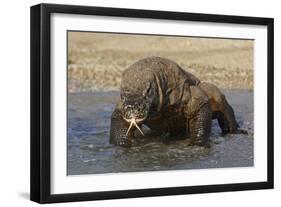 Komodo Dragon on Beach Entering Sea-null-Framed Photographic Print