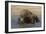 Komodo Dragon on Beach Entering Sea-null-Framed Photographic Print