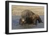 Komodo Dragon on Beach Entering Sea-null-Framed Photographic Print