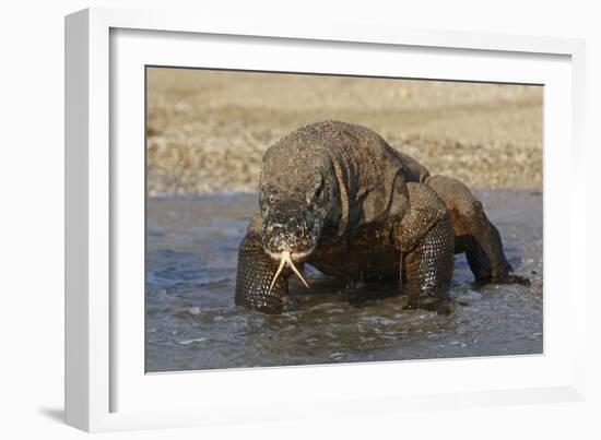 Komodo Dragon on Beach Entering Sea-null-Framed Photographic Print