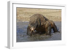 Komodo Dragon on Beach Entering Sea-null-Framed Photographic Print