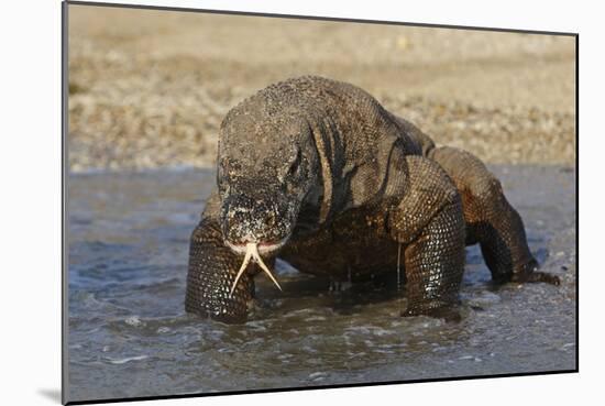 Komodo Dragon on Beach Entering Sea-null-Mounted Photographic Print