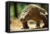 Komodo Dragon Showing Forked Tongue-Adrian Warren-Framed Stretched Canvas