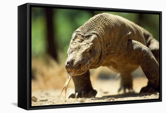 Komodo Dragon Showing Forked Tongue-Adrian Warren-Framed Stretched Canvas