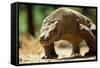 Komodo Dragon Showing Forked Tongue-Adrian Warren-Framed Stretched Canvas