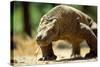 Komodo Dragon Showing Forked Tongue-Adrian Warren-Stretched Canvas