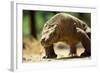 Komodo Dragon Showing Forked Tongue-Adrian Warren-Framed Photographic Print