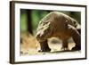 Komodo Dragon Showing Forked Tongue-Adrian Warren-Framed Photographic Print