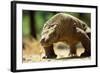 Komodo Dragon Showing Forked Tongue-Adrian Warren-Framed Photographic Print