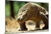 Komodo Dragon Showing Forked Tongue-Adrian Warren-Mounted Photographic Print