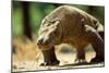 Komodo Dragon Showing Forked Tongue-Adrian Warren-Mounted Photographic Print