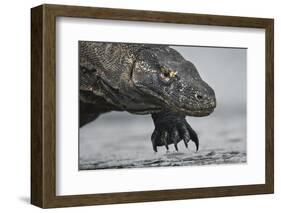 Komodo Dragon (Varanus Komodoensis) Close Up, Komodo National Park, Indonesia-Pedro Narra-Framed Photographic Print