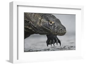 Komodo Dragon (Varanus Komodoensis) Close Up, Komodo National Park, Indonesia-Pedro Narra-Framed Photographic Print