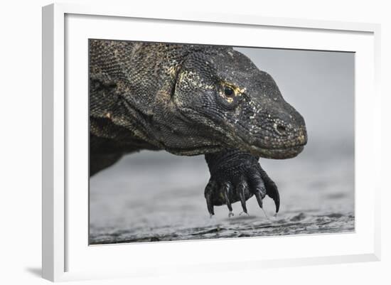 Komodo Dragon (Varanus Komodoensis) Close Up, Komodo National Park, Indonesia-Pedro Narra-Framed Photographic Print