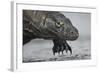 Komodo Dragon (Varanus Komodoensis) Close Up, Komodo National Park, Indonesia-Pedro Narra-Framed Photographic Print