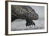 Komodo Dragon (Varanus Komodoensis) Close Up, Komodo National Park, Indonesia-Pedro Narra-Framed Photographic Print