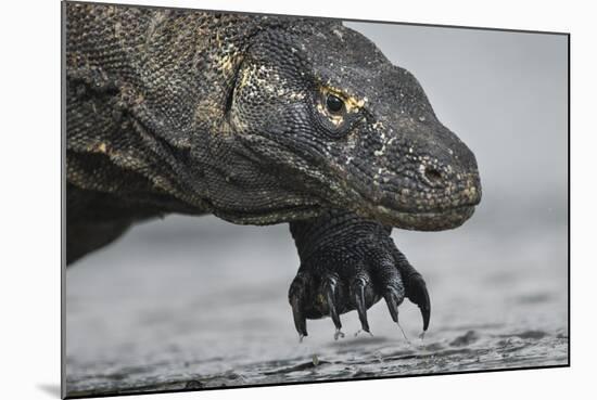 Komodo Dragon (Varanus Komodoensis) Close Up, Komodo National Park, Indonesia-Pedro Narra-Mounted Photographic Print