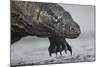 Komodo Dragon (Varanus Komodoensis) Close Up, Komodo National Park, Indonesia-Pedro Narra-Mounted Photographic Print