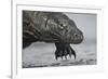 Komodo Dragon (Varanus Komodoensis) Close Up, Komodo National Park, Indonesia-Pedro Narra-Framed Photographic Print