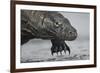 Komodo Dragon (Varanus Komodoensis) Close Up, Komodo National Park, Indonesia-Pedro Narra-Framed Photographic Print