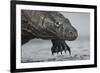 Komodo Dragon (Varanus Komodoensis) Close Up, Komodo National Park, Indonesia-Pedro Narra-Framed Photographic Print