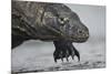 Komodo Dragon (Varanus Komodoensis) Close Up, Komodo National Park, Indonesia-Pedro Narra-Mounted Photographic Print