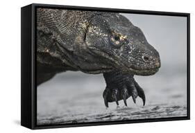 Komodo Dragon (Varanus Komodoensis) Close Up, Komodo National Park, Indonesia-Pedro Narra-Framed Stretched Canvas