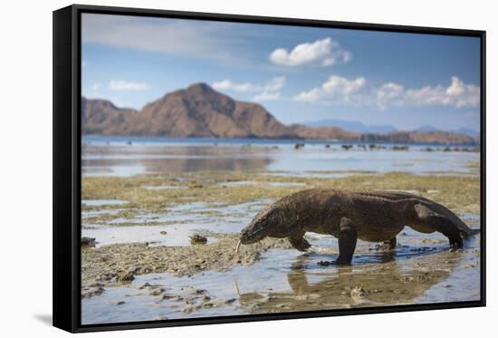 Komodo Dragon (Varanus Komodoensis) Walking with Tongue Extended on Beach-Mark Macewen-Framed Stretched Canvas