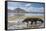 Komodo Dragon (Varanus Komodoensis) Walking with Tongue Extended on Beach-Mark Macewen-Framed Stretched Canvas