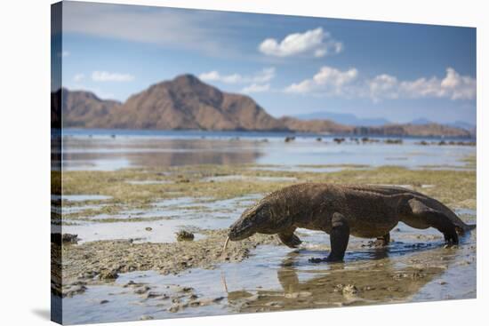 Komodo Dragon (Varanus Komodoensis) Walking with Tongue Extended on Beach-Mark Macewen-Stretched Canvas