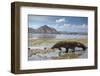 Komodo Dragon (Varanus Komodoensis) Walking with Tongue Extended on Beach-Mark Macewen-Framed Photographic Print