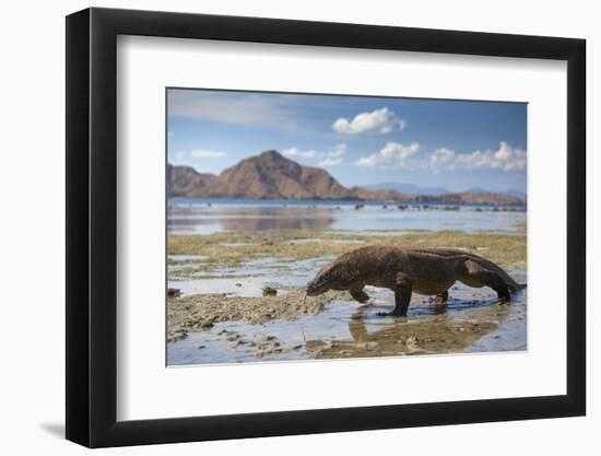 Komodo Dragon (Varanus Komodoensis) Walking with Tongue Extended on Beach-Mark Macewen-Framed Photographic Print