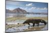 Komodo Dragon (Varanus Komodoensis) Walking with Tongue Extended on Beach-Mark Macewen-Mounted Photographic Print