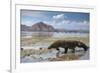 Komodo Dragon (Varanus Komodoensis) Walking with Tongue Extended on Beach-Mark Macewen-Framed Photographic Print