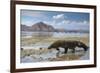 Komodo Dragon (Varanus Komodoensis) Walking with Tongue Extended on Beach-Mark Macewen-Framed Photographic Print