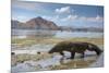 Komodo Dragon (Varanus Komodoensis) Walking with Tongue Extended on Beach-Mark Macewen-Mounted Photographic Print