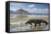 Komodo Dragon (Varanus Komodoensis) Walking with Tongue Extended on Beach-Mark Macewen-Framed Stretched Canvas