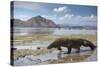 Komodo Dragon (Varanus Komodoensis) Walking with Tongue Extended on Beach-Mark Macewen-Stretched Canvas