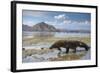 Komodo Dragon (Varanus Komodoensis) Walking with Tongue Extended on Beach-Mark Macewen-Framed Photographic Print