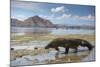 Komodo Dragon (Varanus Komodoensis) Walking with Tongue Extended on Beach-Mark Macewen-Mounted Photographic Print