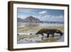 Komodo Dragon (Varanus Komodoensis) Walking with Tongue Extended on Beach-Mark Macewen-Framed Photographic Print