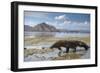 Komodo Dragon (Varanus Komodoensis) Walking with Tongue Extended on Beach-Mark Macewen-Framed Photographic Print