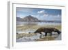 Komodo Dragon (Varanus Komodoensis) Walking with Tongue Extended on Beach-Mark Macewen-Framed Photographic Print