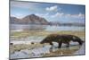 Komodo Dragon (Varanus Komodoensis) Walking with Tongue Extended on Beach-Mark Macewen-Mounted Photographic Print